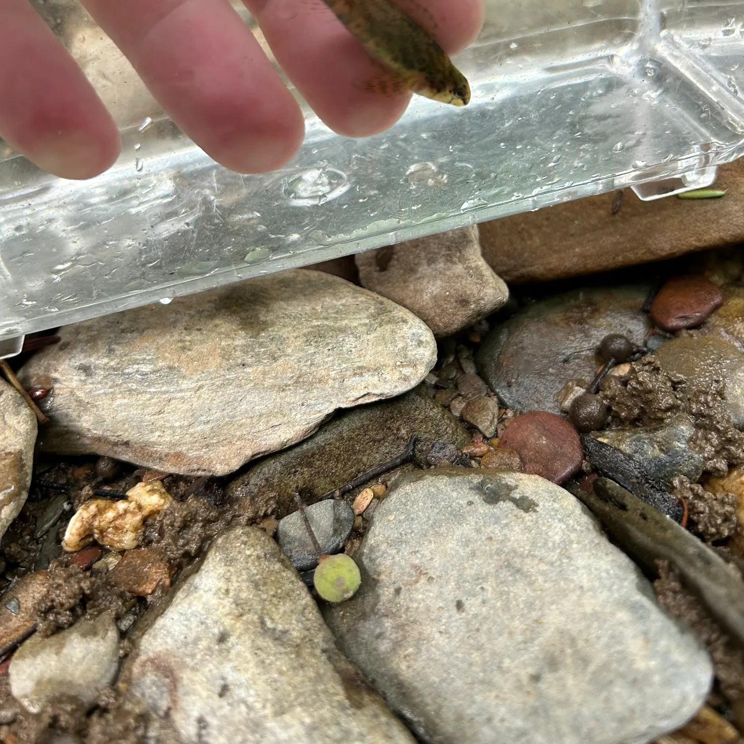 The most recent Banded darter catches on Fishbrain