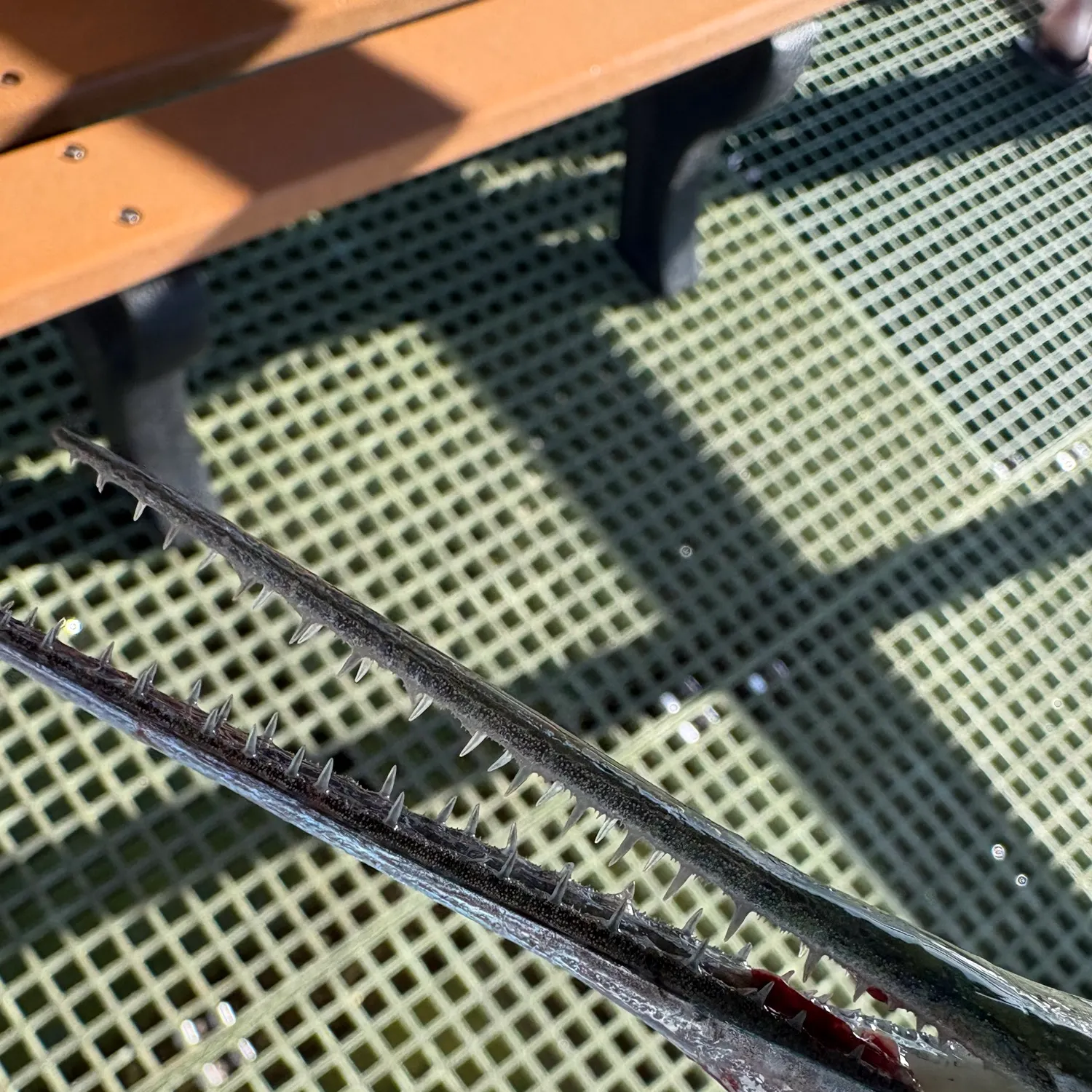 The most recent Atlantic needlefish catches on Fishbrain