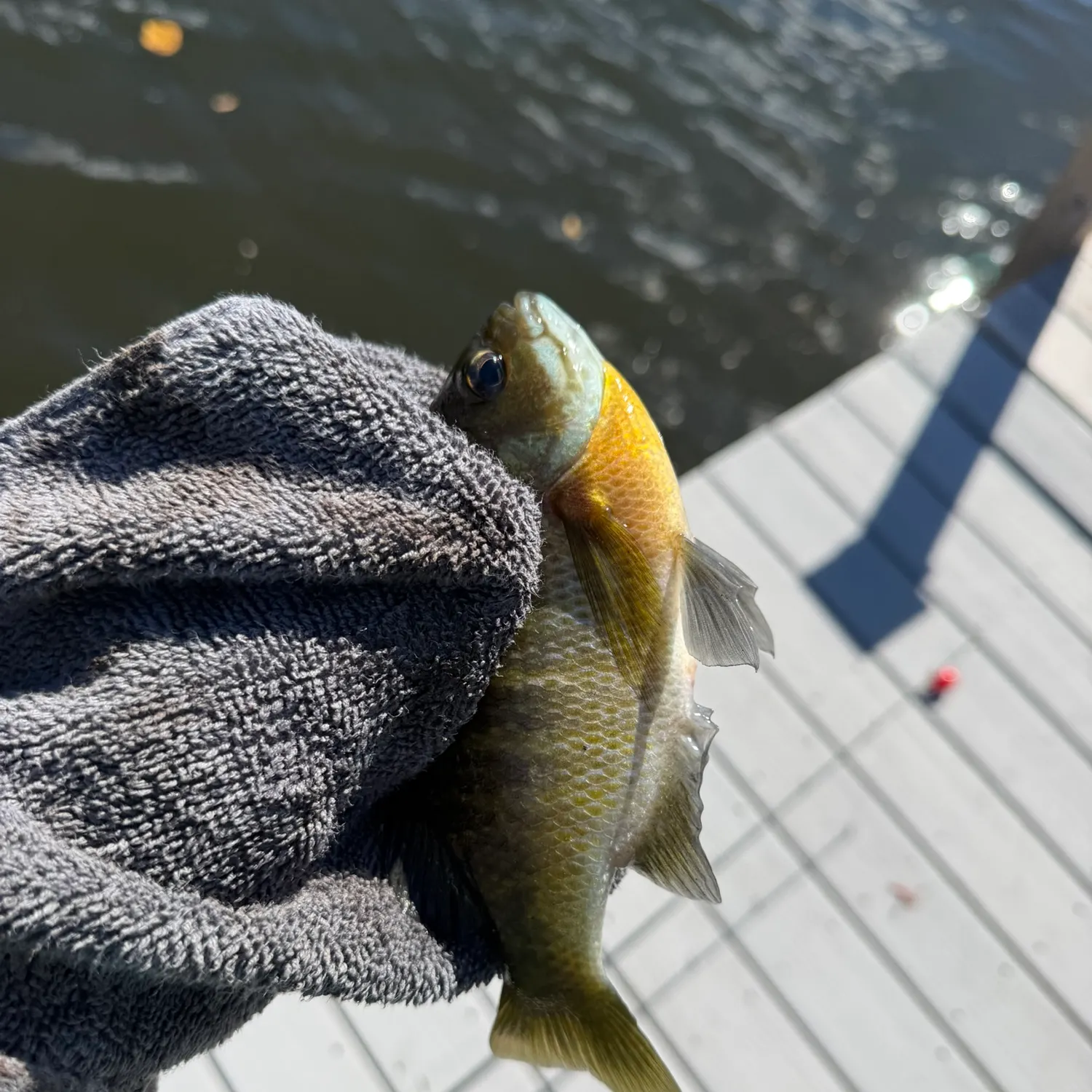 Bluegill caught on Fishbrain