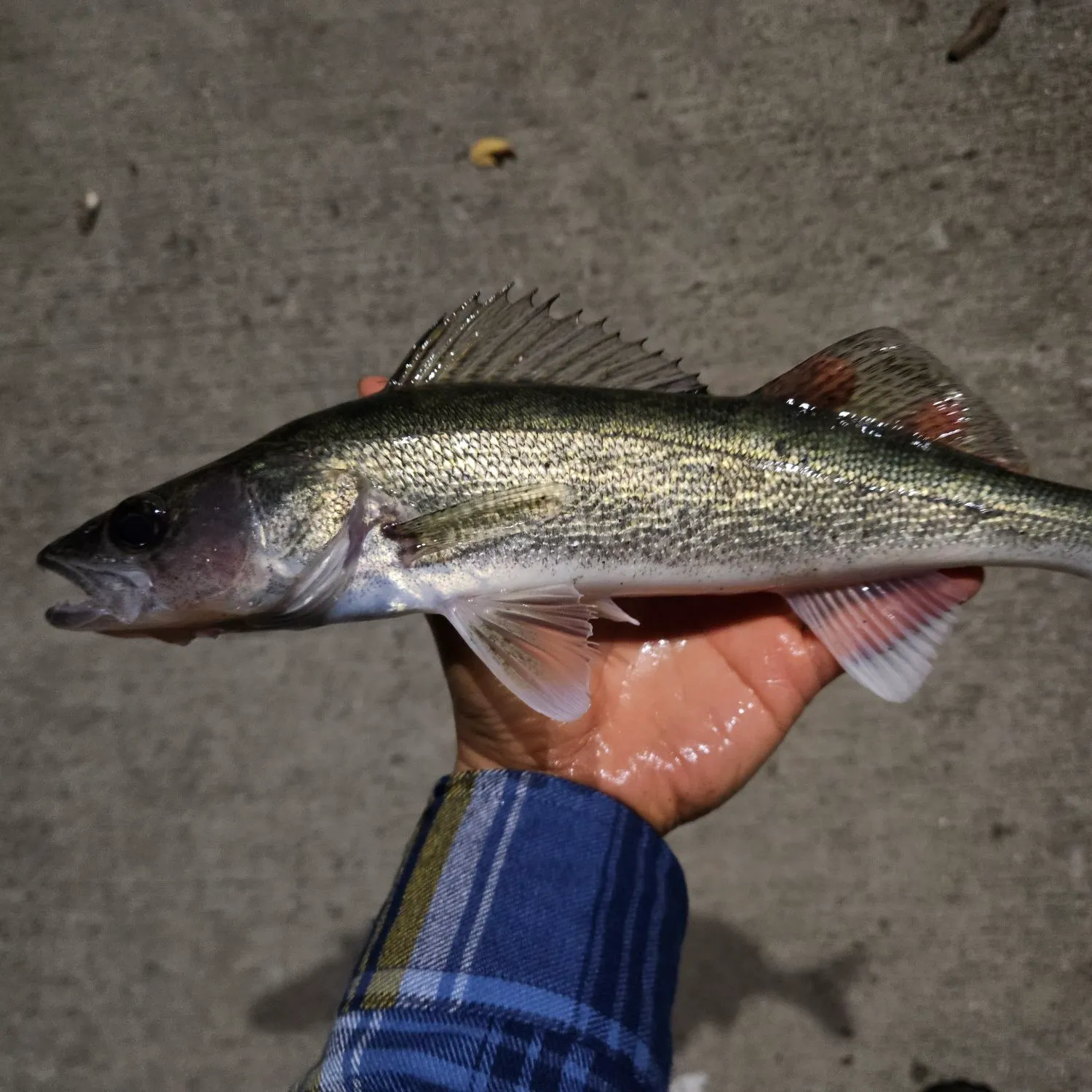 Walleye caught on Fishbrain
