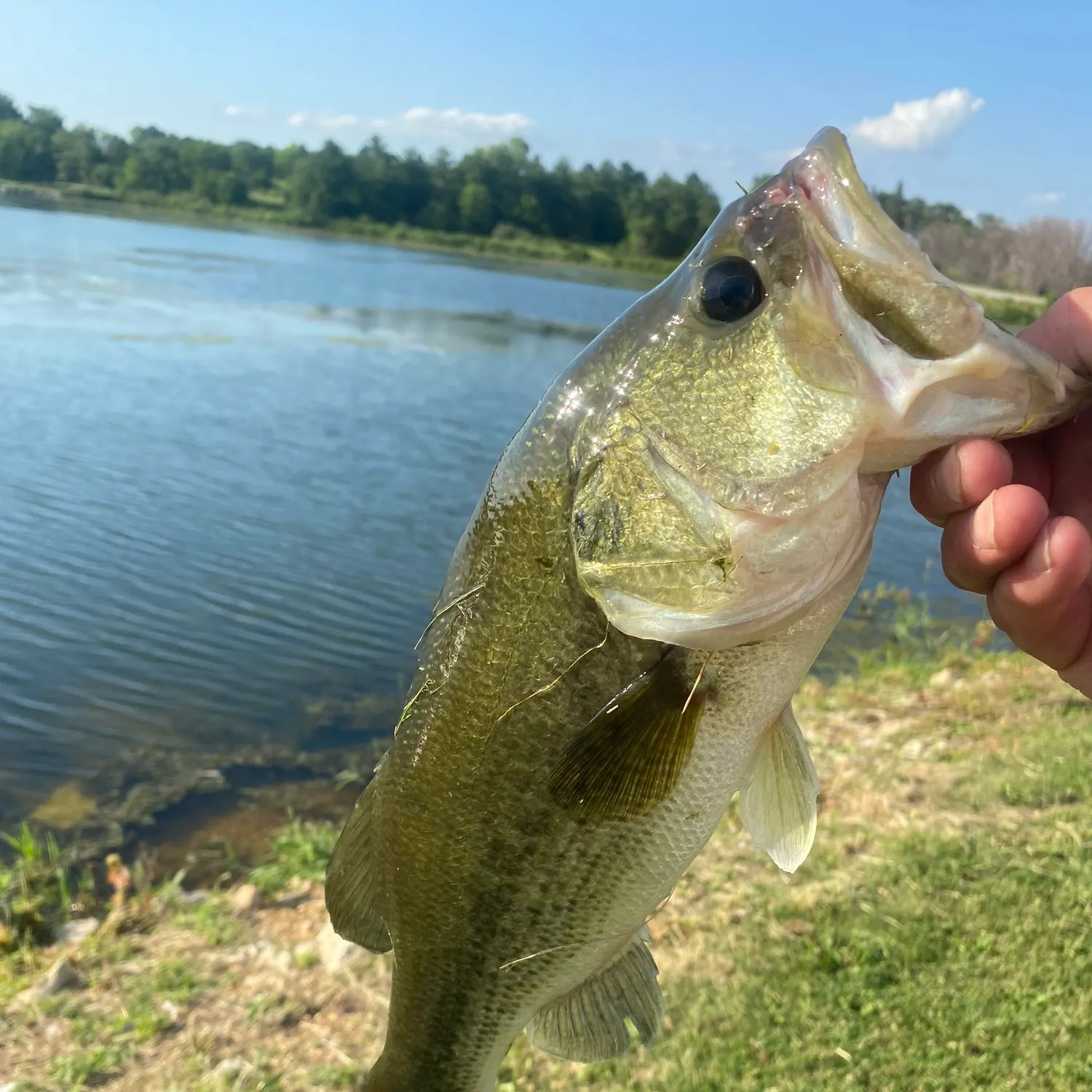 angler catch