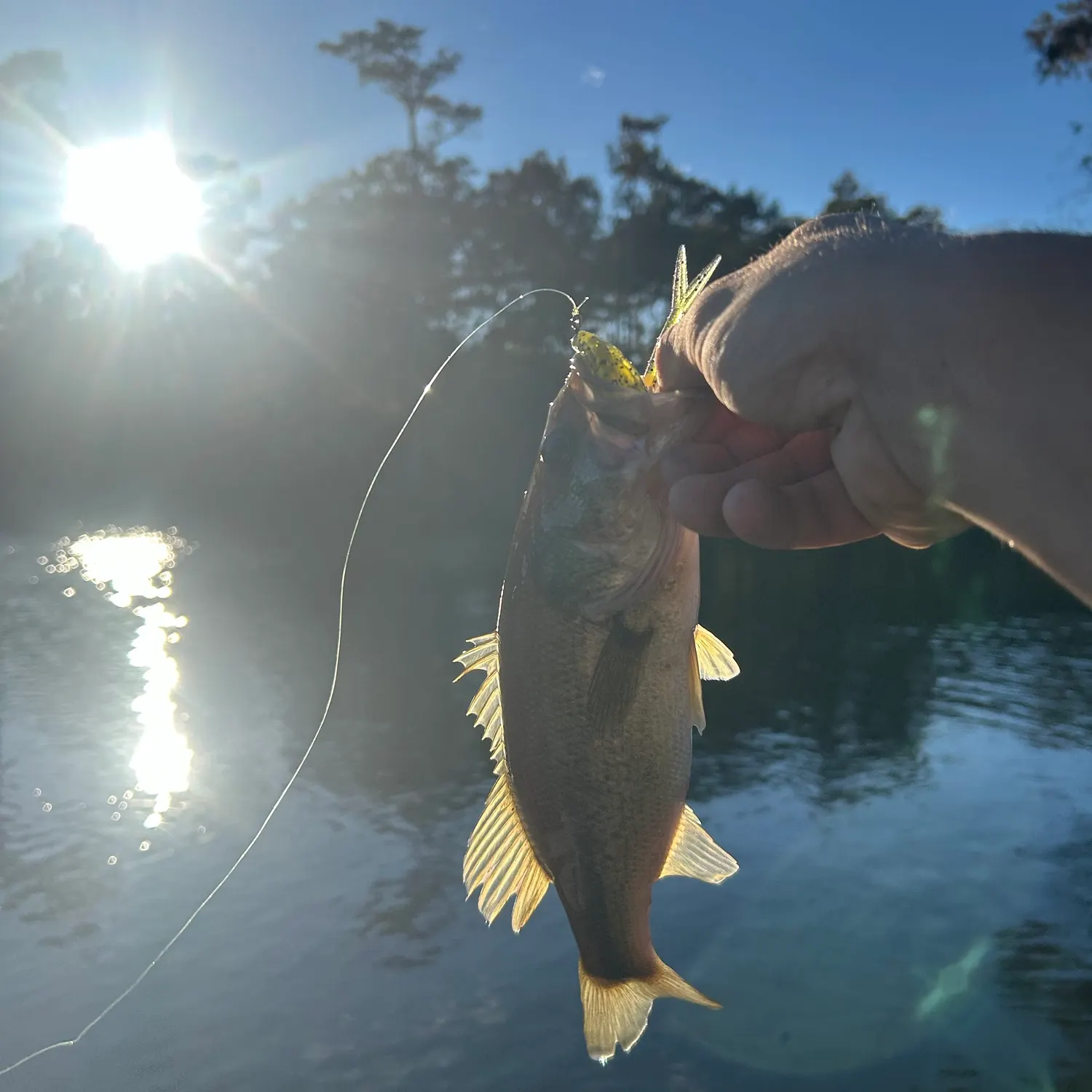 Largemouth bass caught on Fishbrain
