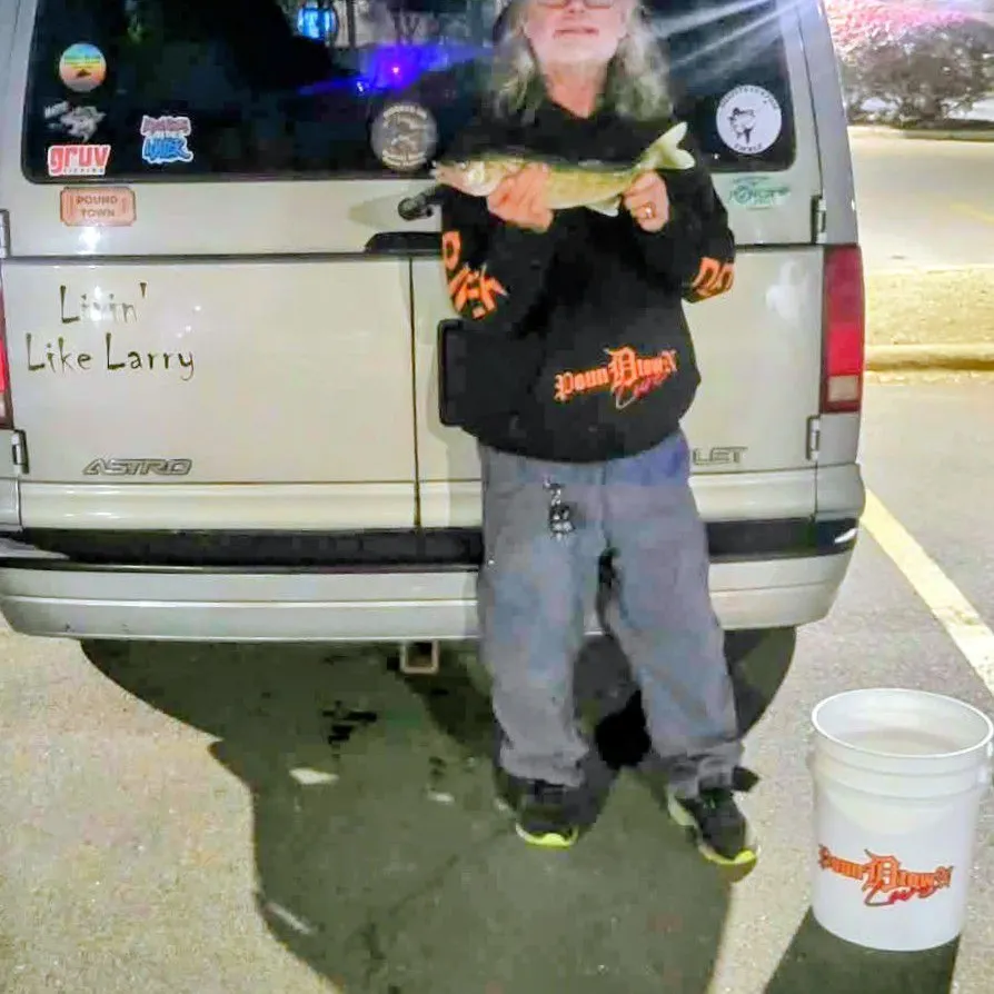 Walleye caught on Fishbrain