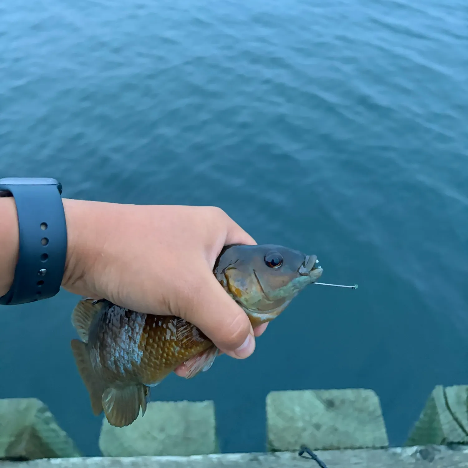 The most recent Cunner catches on Fishbrain