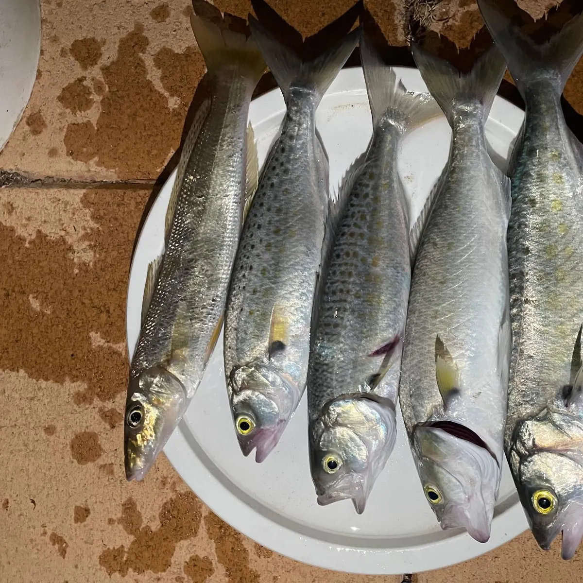 The most recent Western Australian salmon catches on Fishbrain