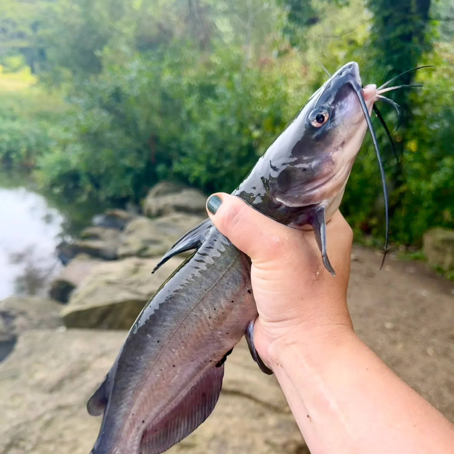 Channel catfish caught on Fishbrain