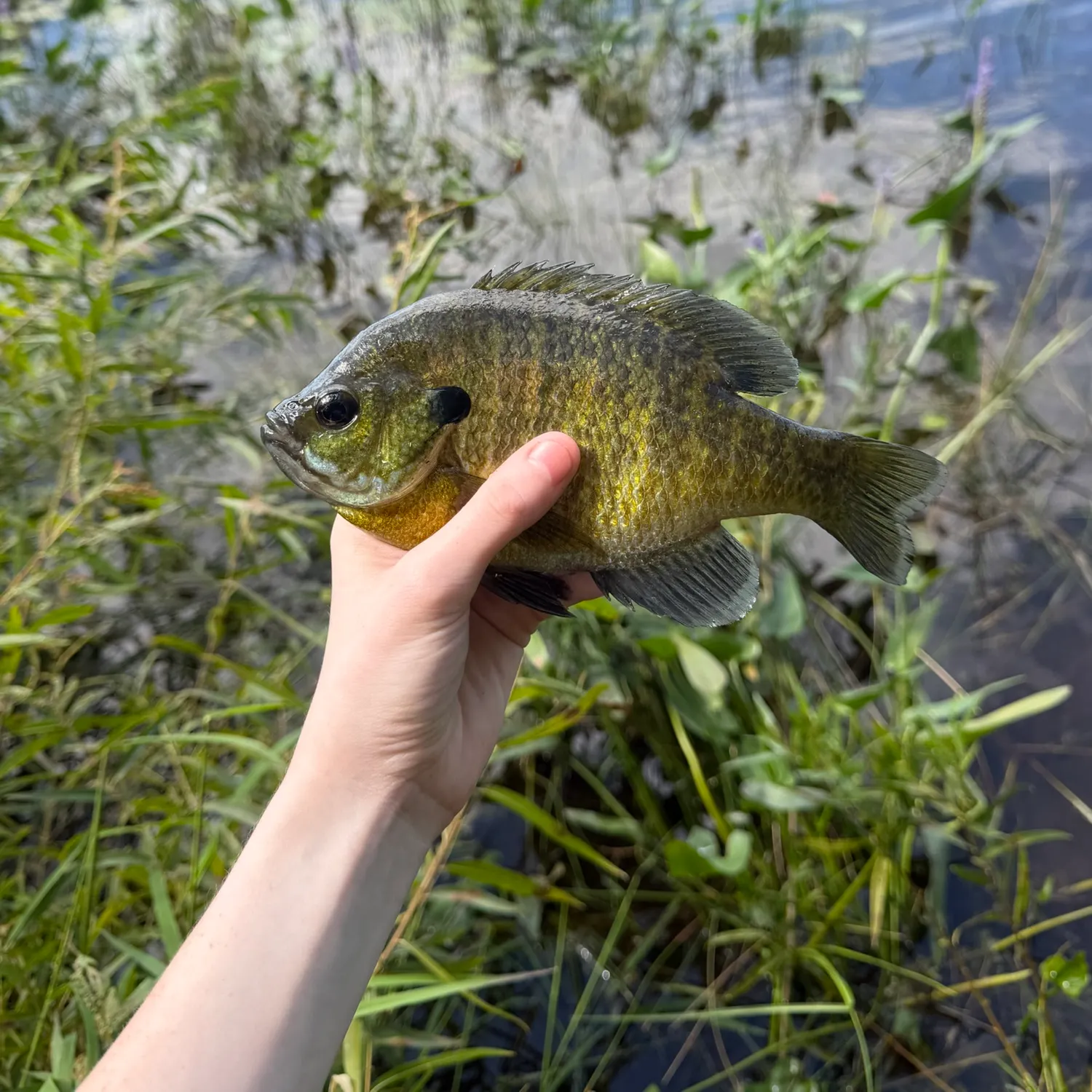 Bluegill caught on Fishbrain