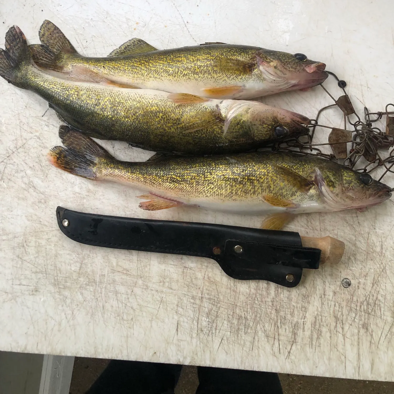 recently logged catches