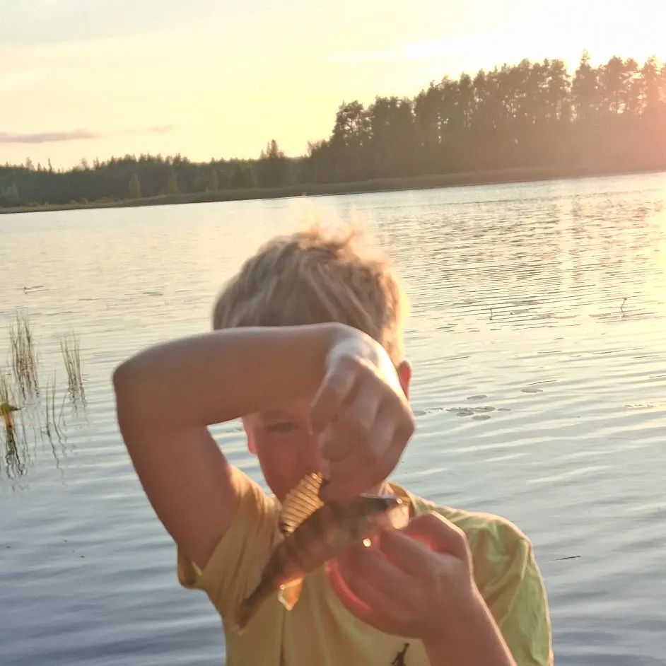 Northern pike caught on Fishbrain