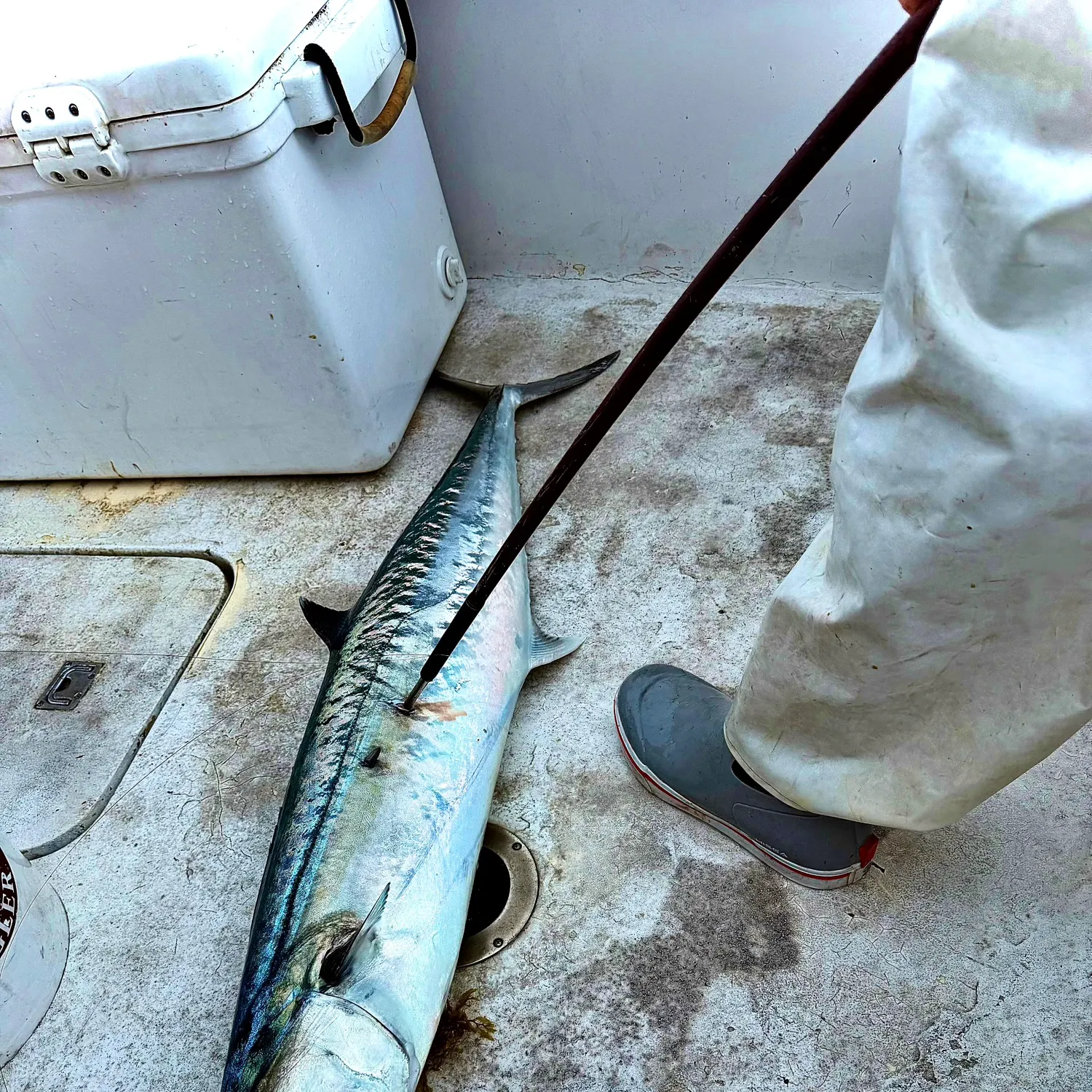 The most recent King mackerel catches on Fishbrain