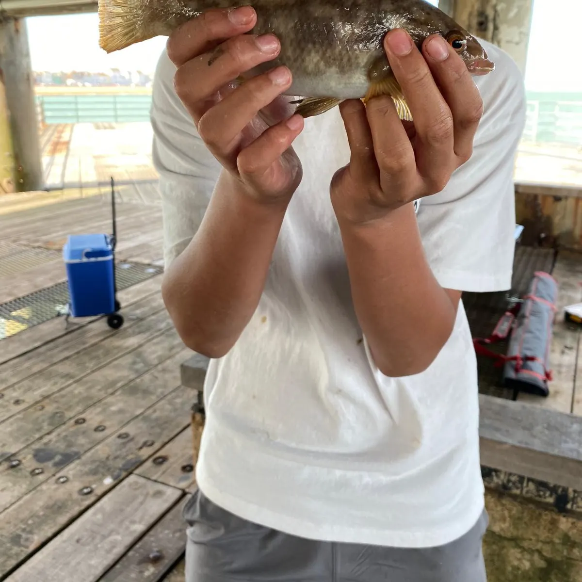The most recent Ballan wrasse catches on Fishbrain