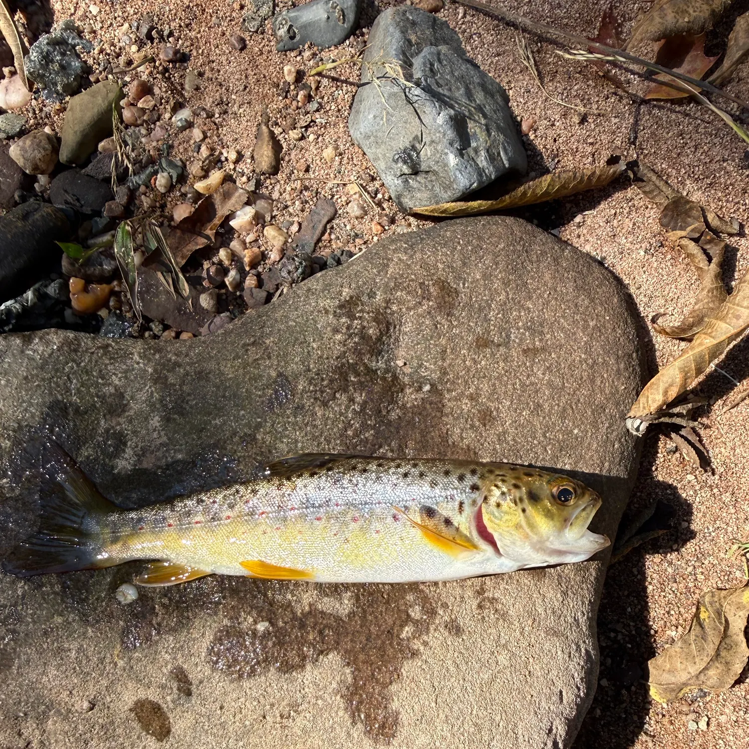 Lake trout caught on Fishbrain
