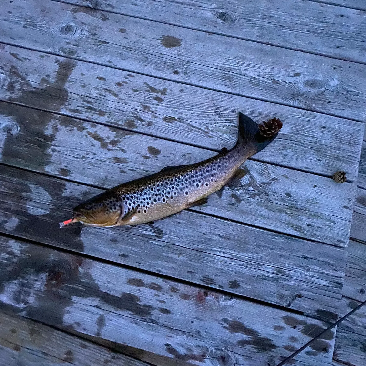 recently logged catches