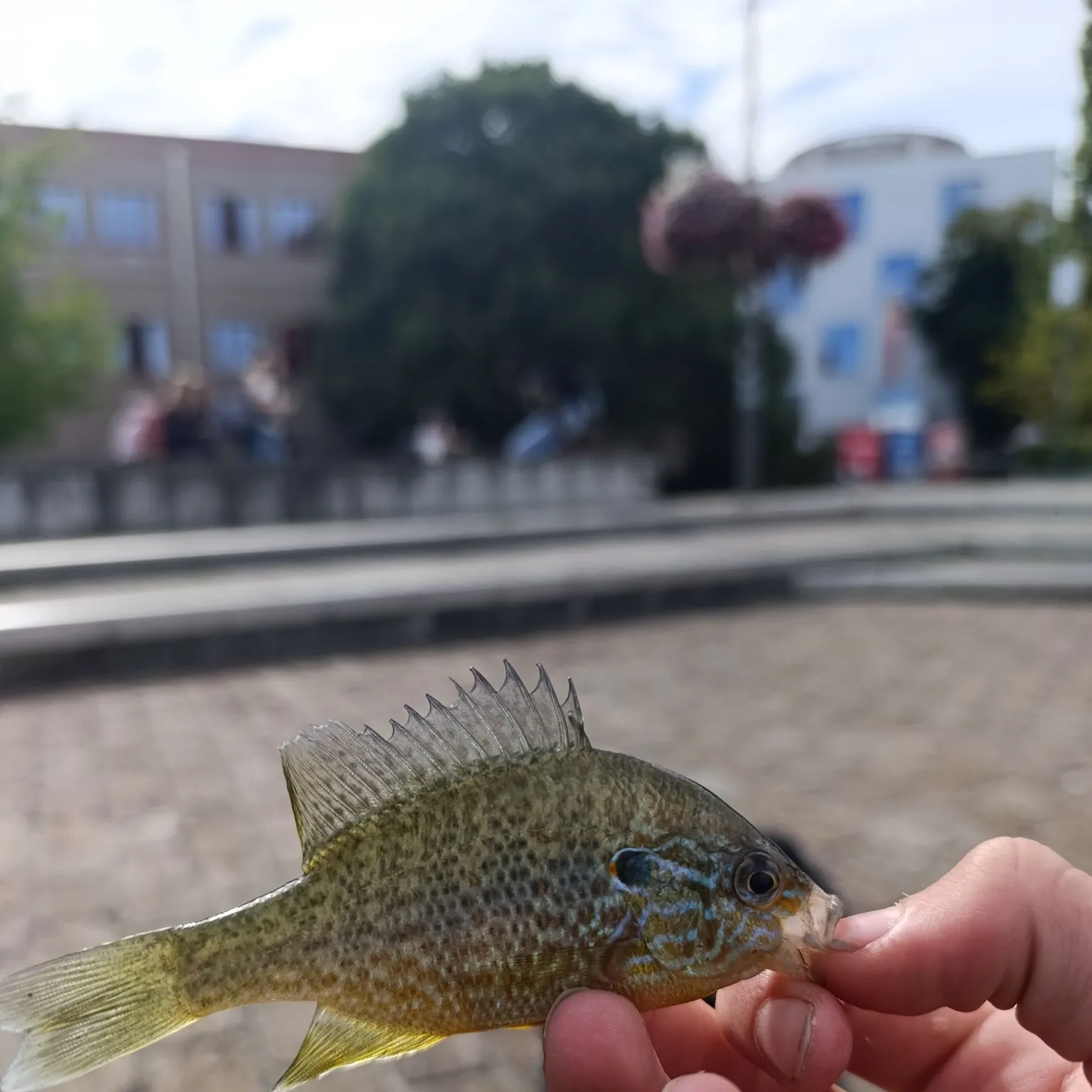 Pumpkinseed caught on Fishbrain