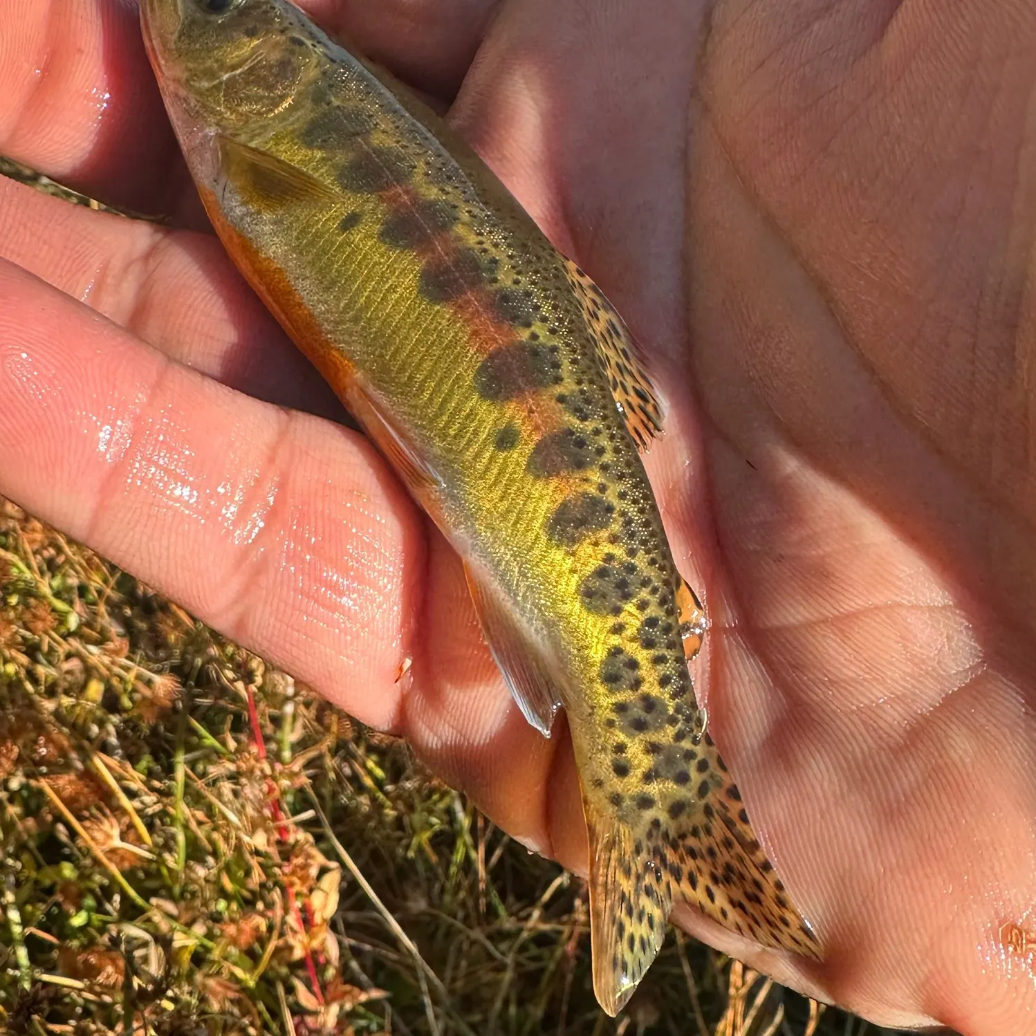 Golden trout caught on Fishbrain