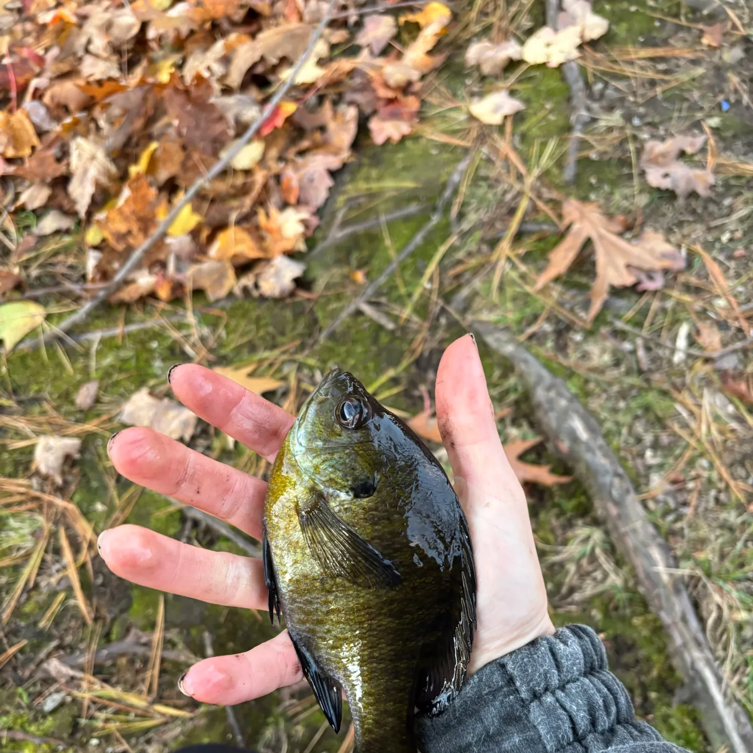 Bluegill caught on Fishbrain
