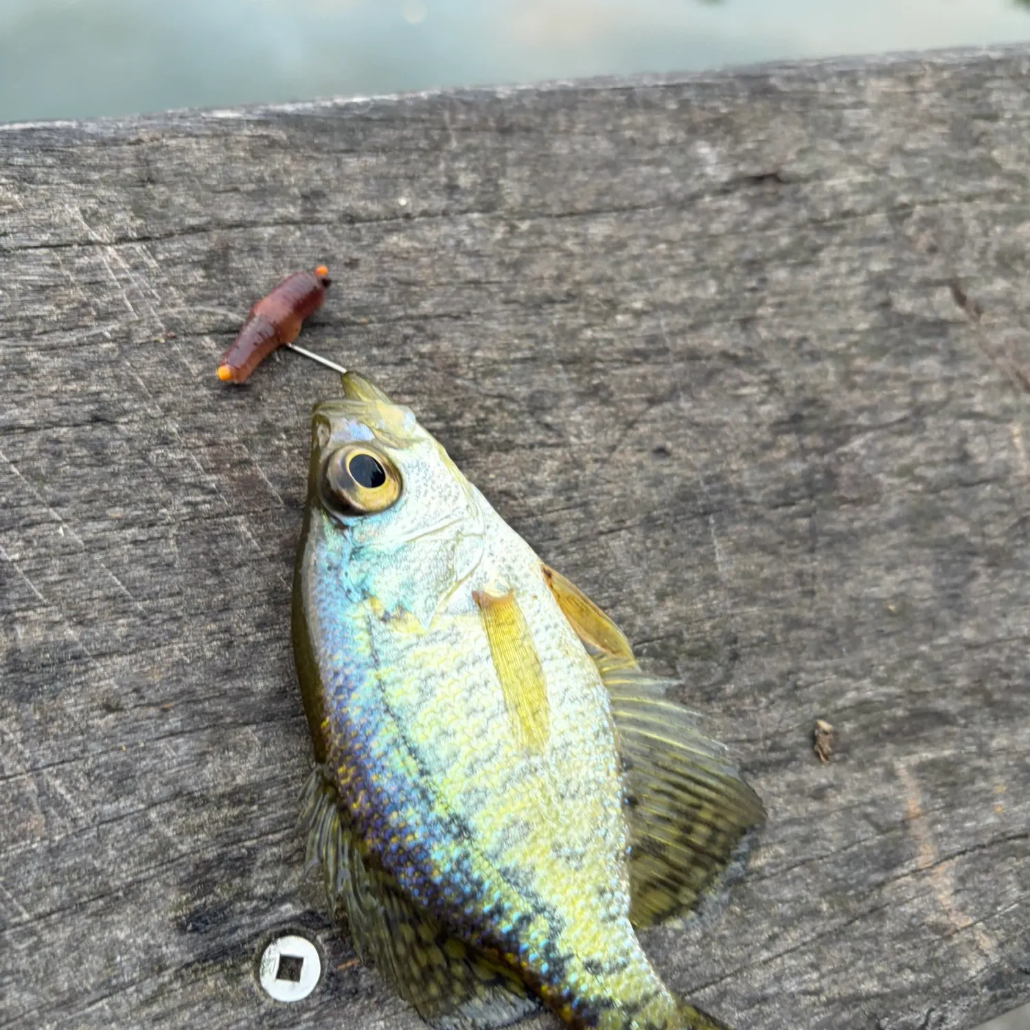 The most recent White crappie catches on Fishbrain