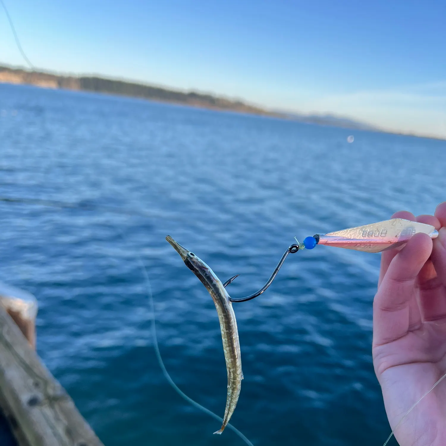 The most recent Atlantic needlefish catches on Fishbrain