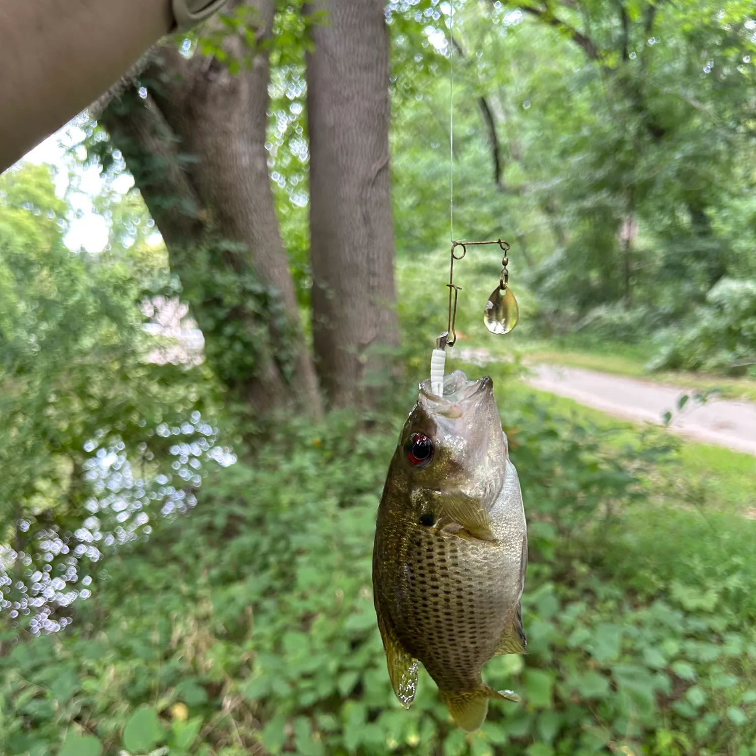 Rock bass caught on Fishbrain
