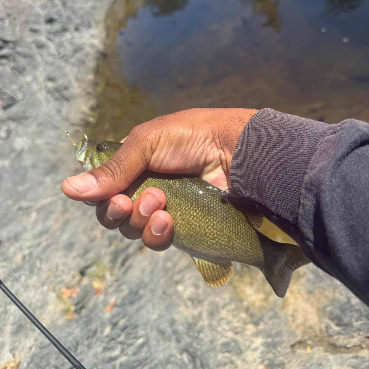 The most recent Smallmouth bass catches on Fishbrain