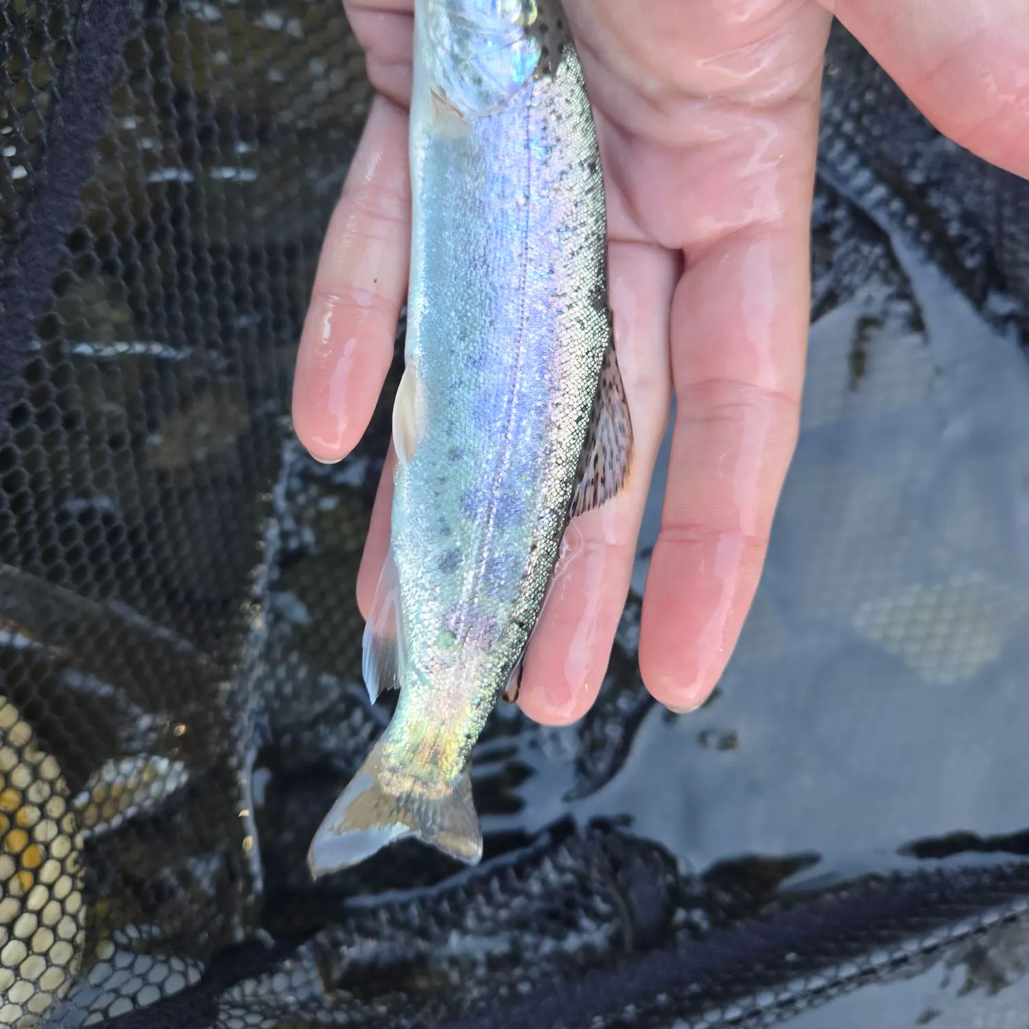 Rainbow trout caught on Fishbrain