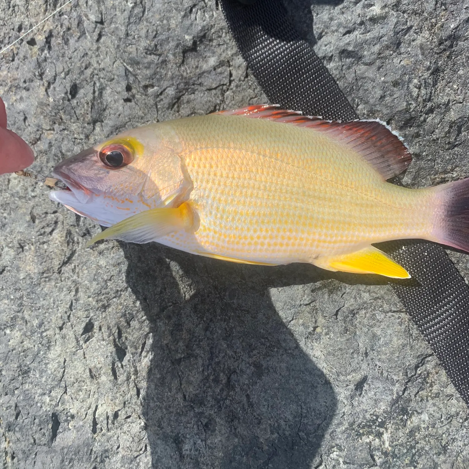 The most recent Blacktail snapper catches on Fishbrain