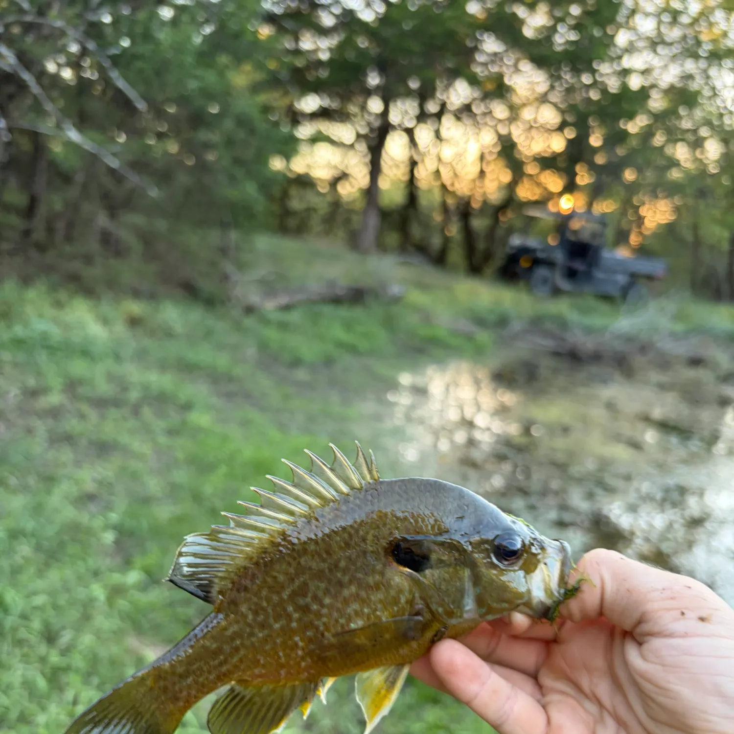 Bluegill caught on Fishbrain