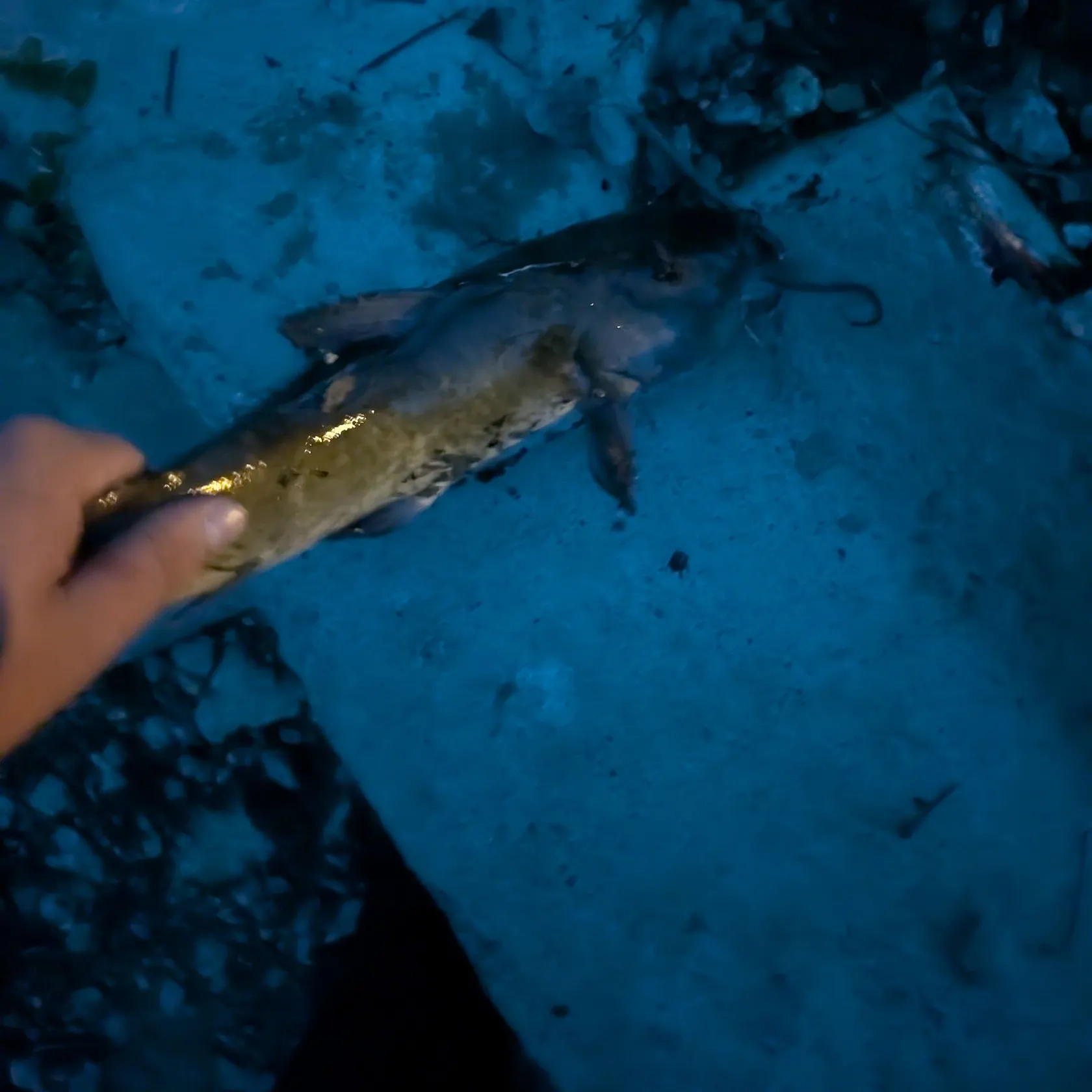 catch