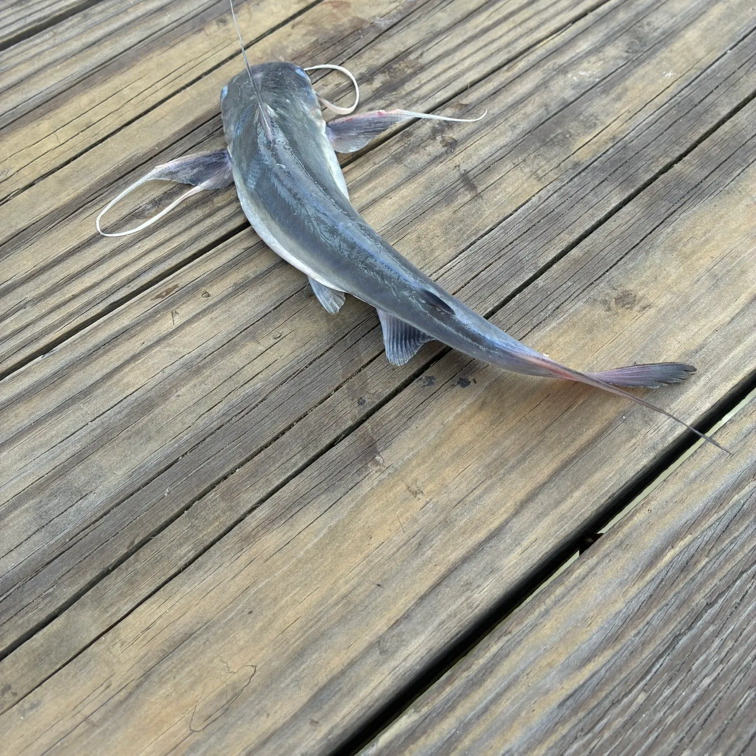 Gafftopsail sea catfish caught on Fishbrain
