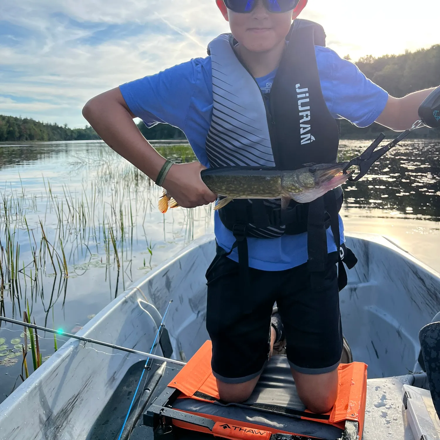 Chain pickerel caught on Fishbrain