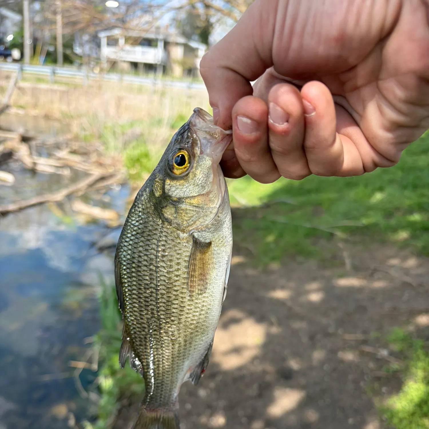 The most recent White perch catches on Fishbrain