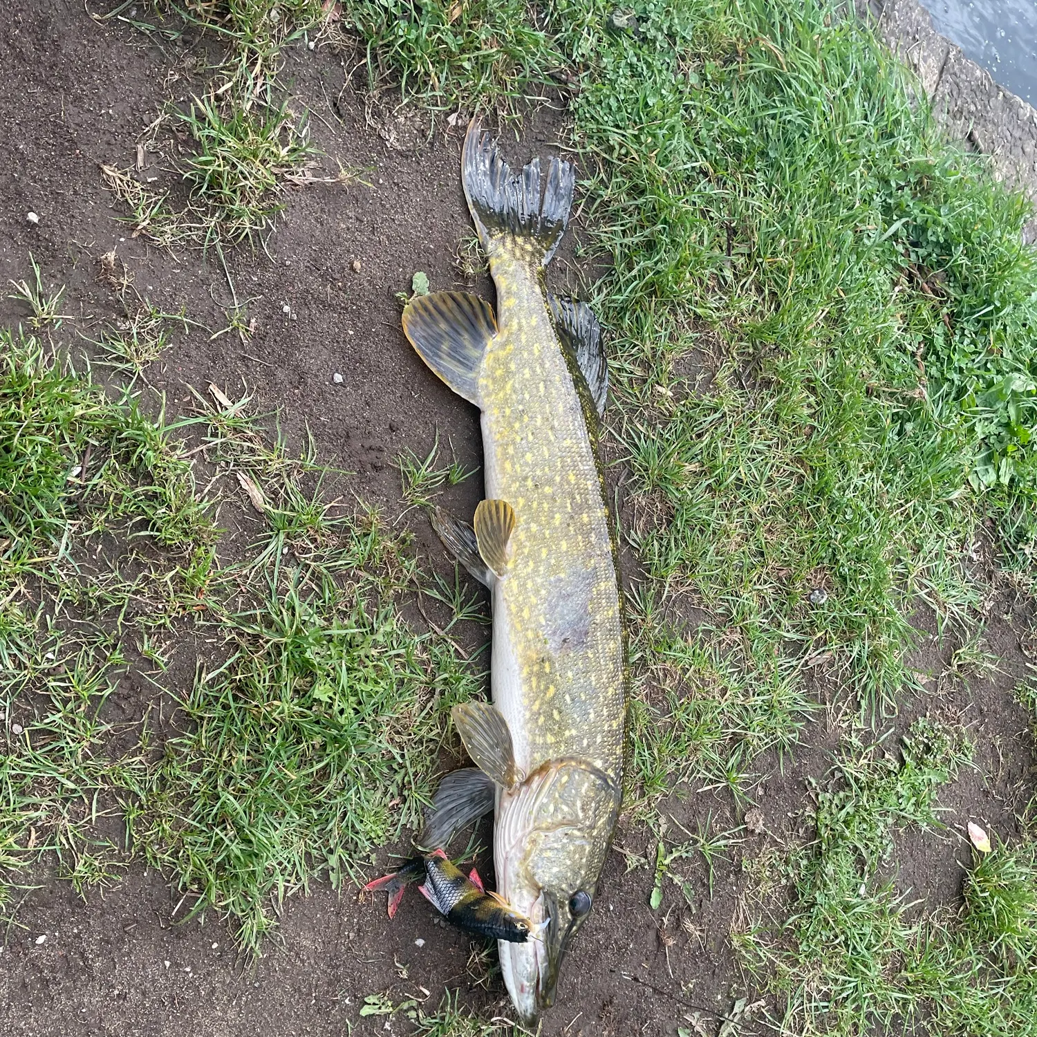 Northern pike caught on Fishbrain