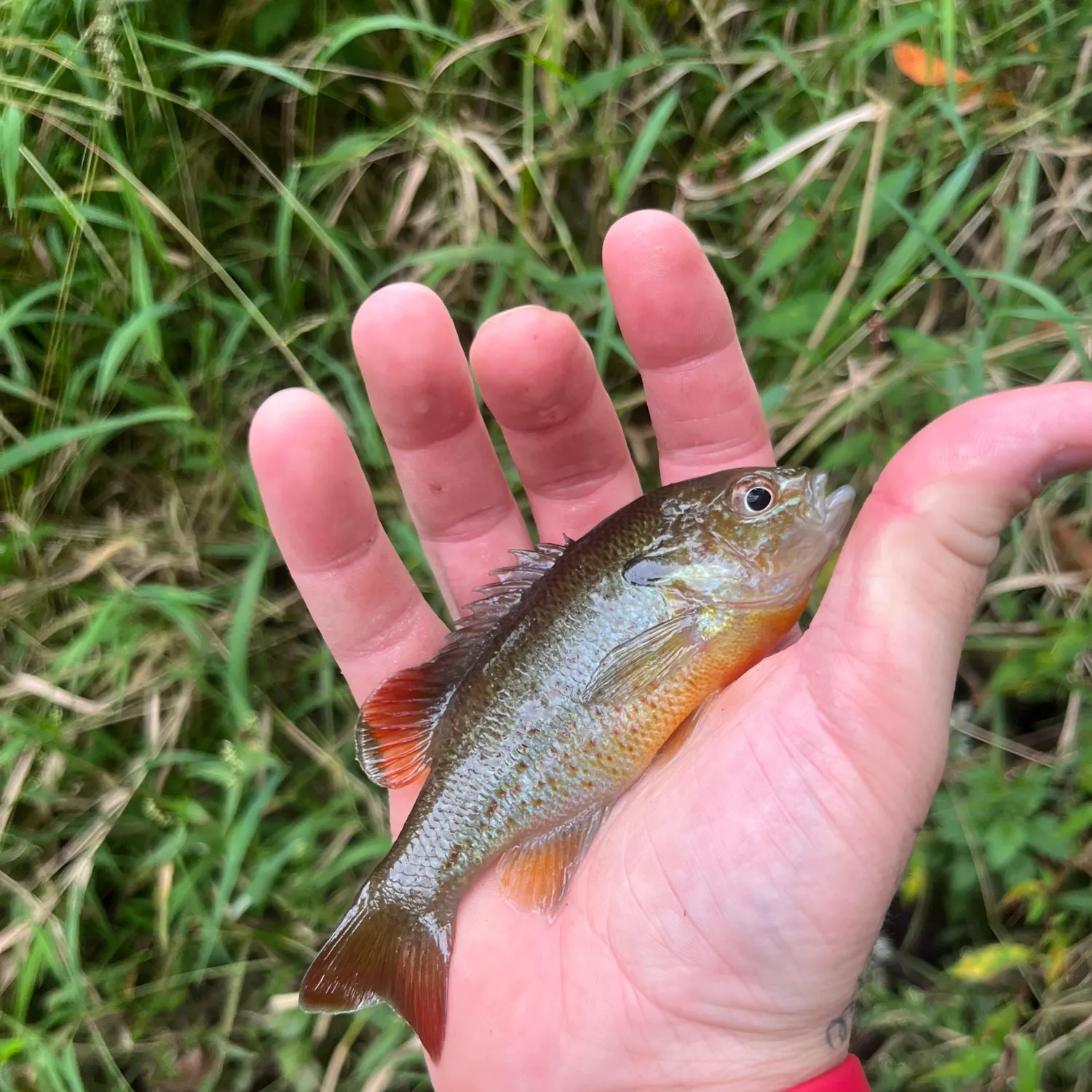 Redbreast sunfish caught on Fishbrain