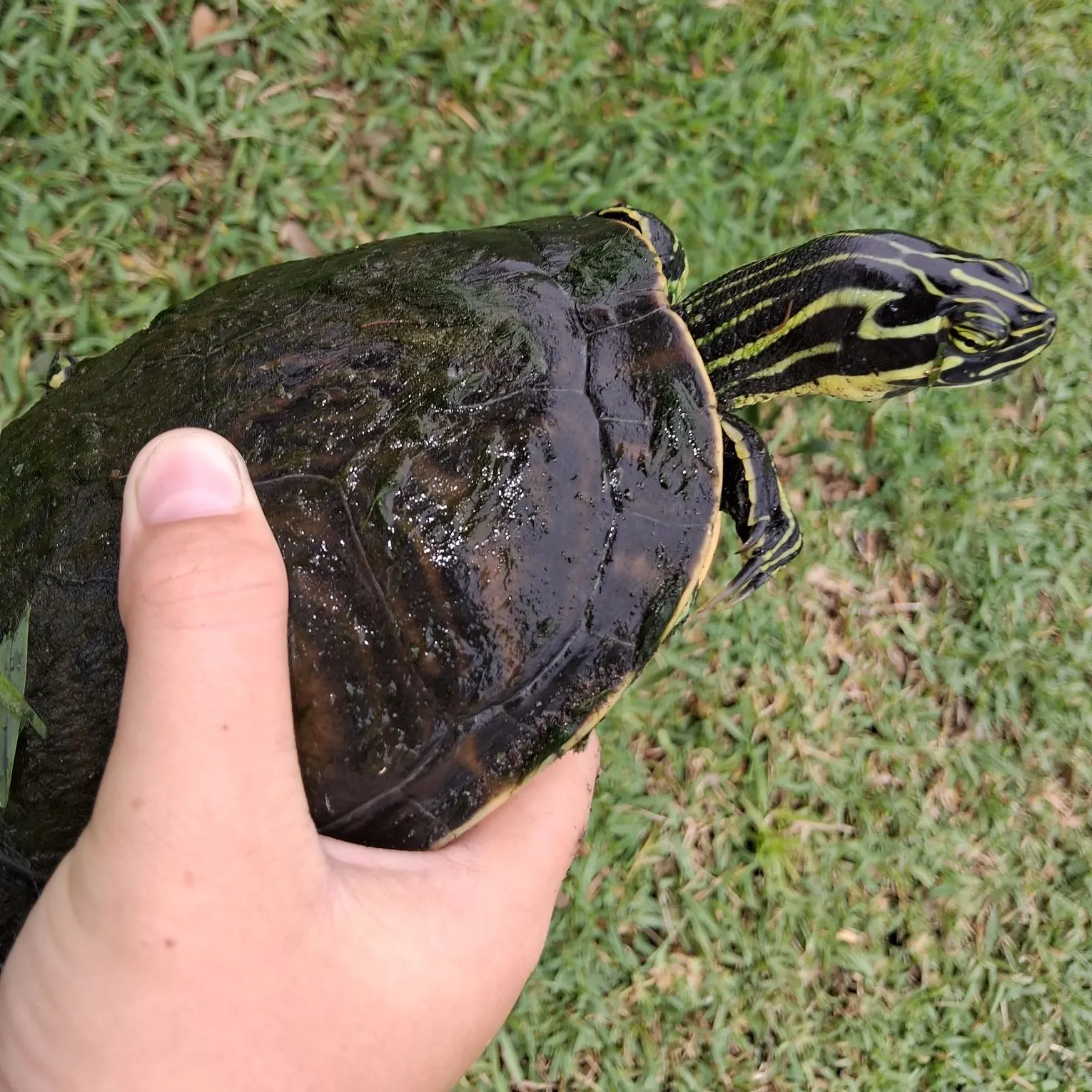 The most recent River cooter turtle catches on Fishbrain