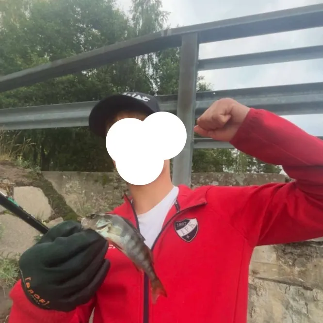 European perch caught on Fishbrain