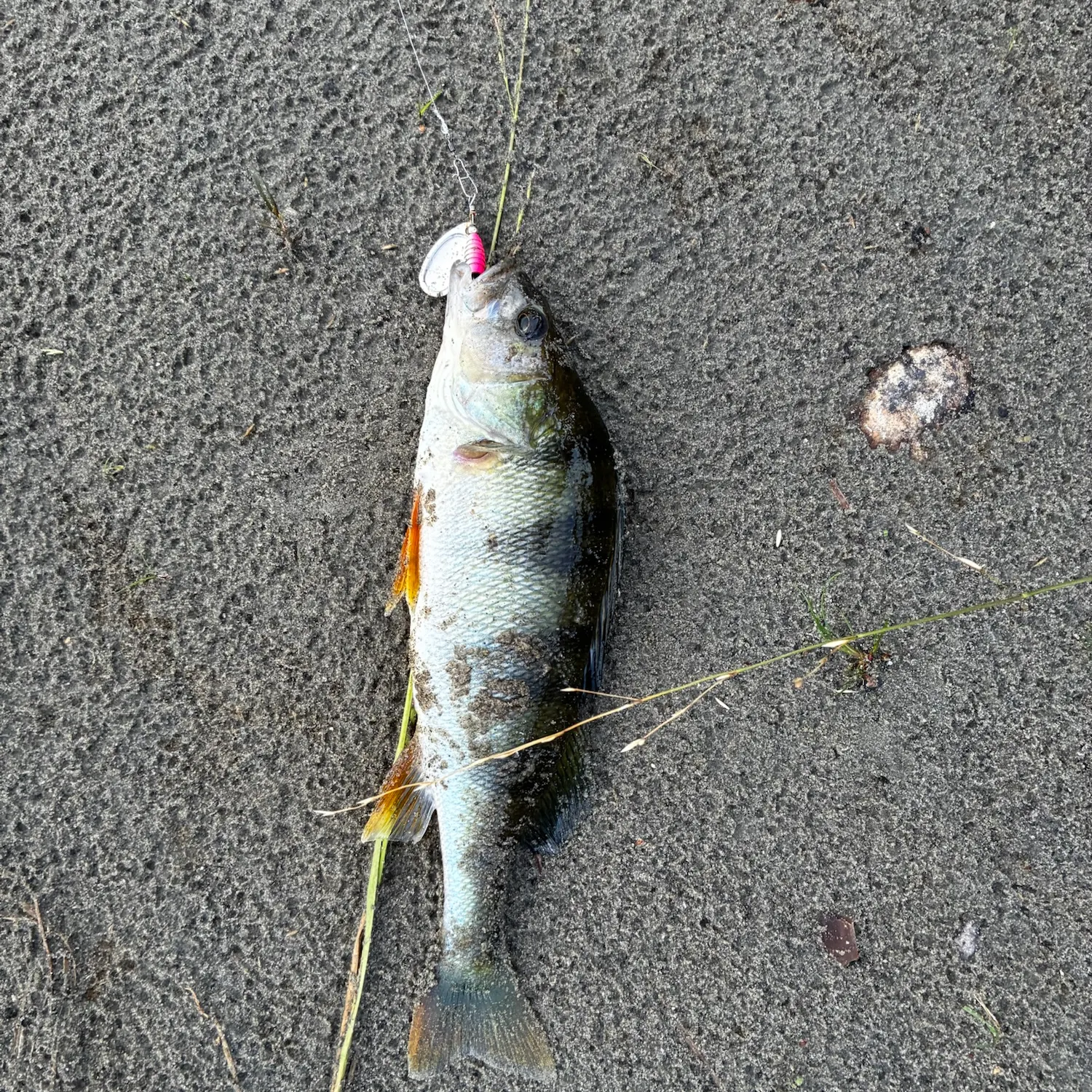 European perch caught on Fishbrain