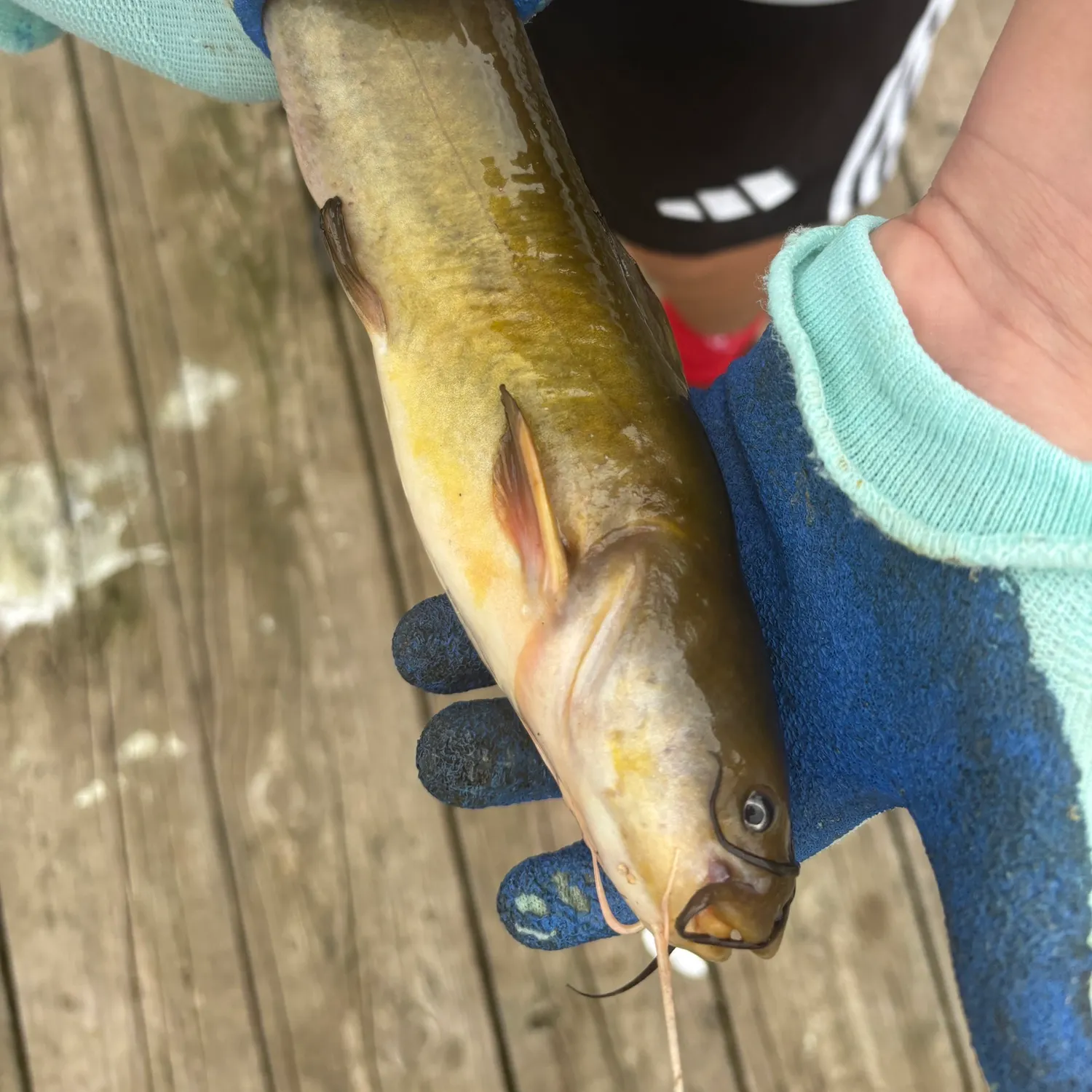 Yellow bullhead caught on Fishbrain