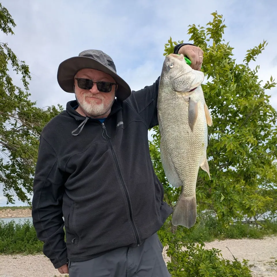 Freshwater drum caught on Fishbrain