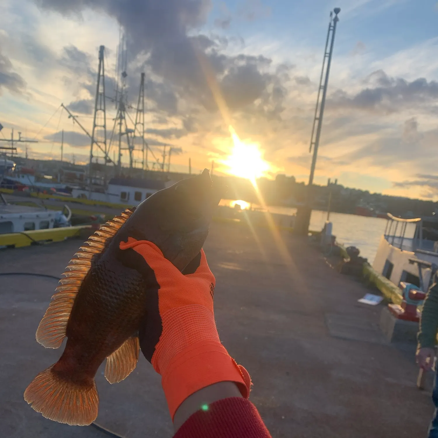 Cunner caught on Fishbrain