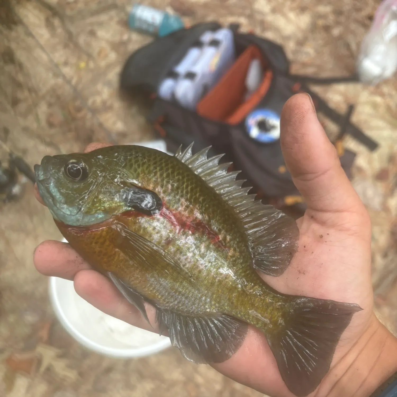 Bluegill caught on Fishbrain