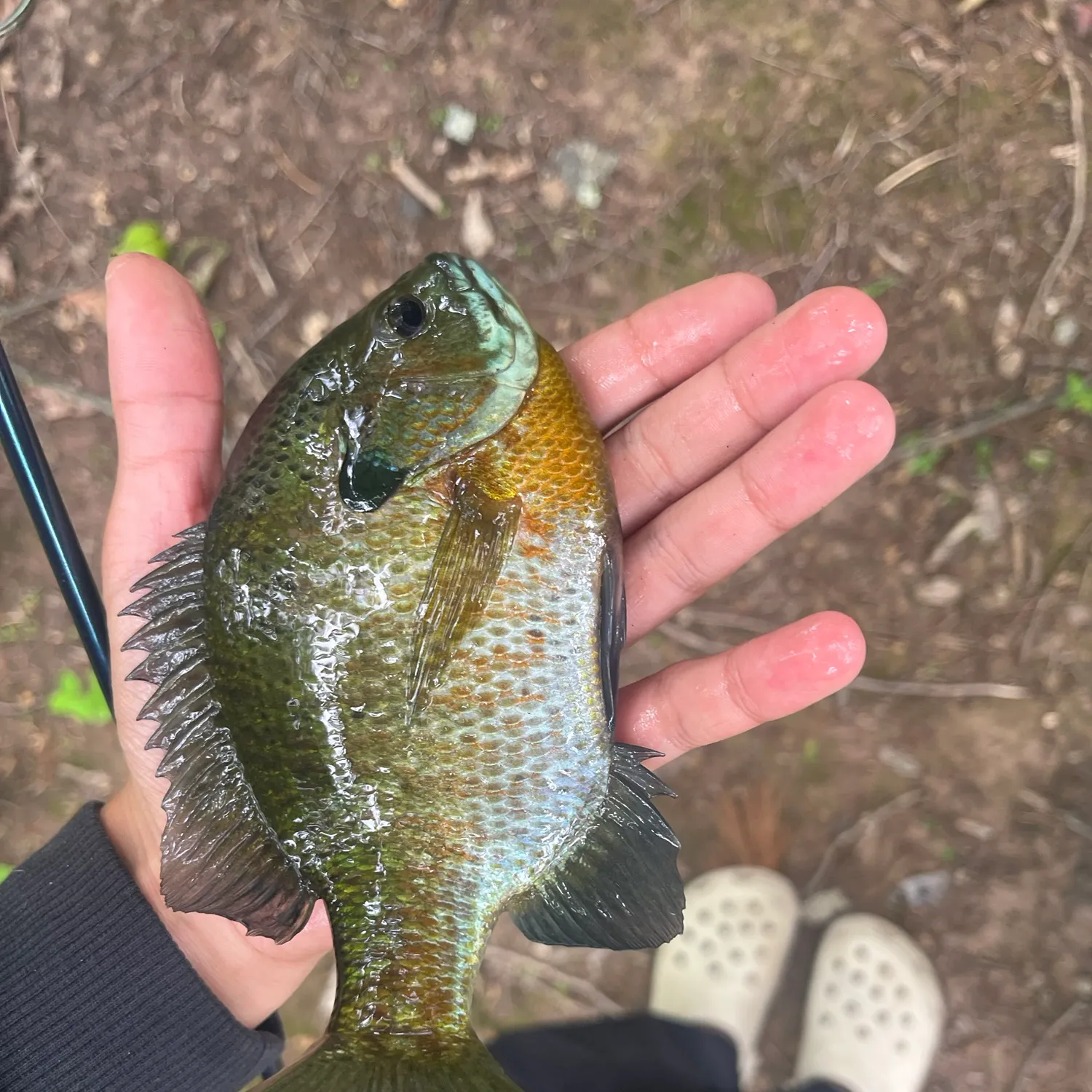 Redbreast sunfish caught on Fishbrain
