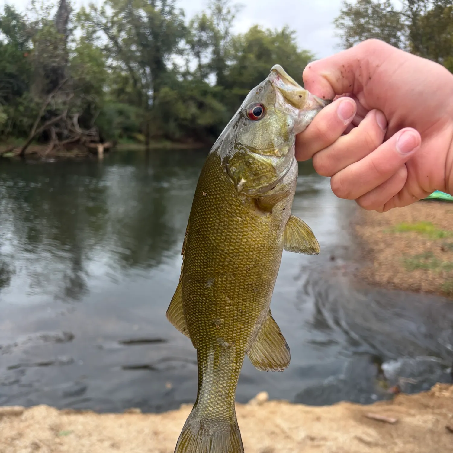 Smallmouth bass caught on Fishbrain