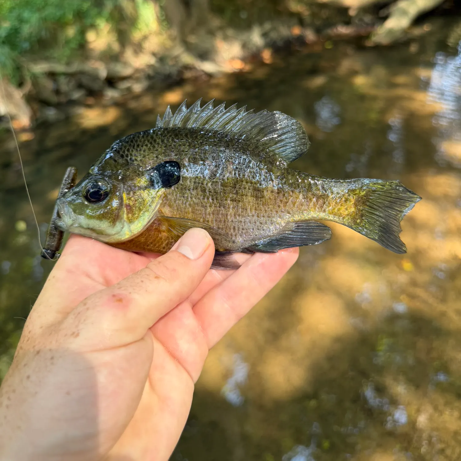 Bluegill caught on Fishbrain