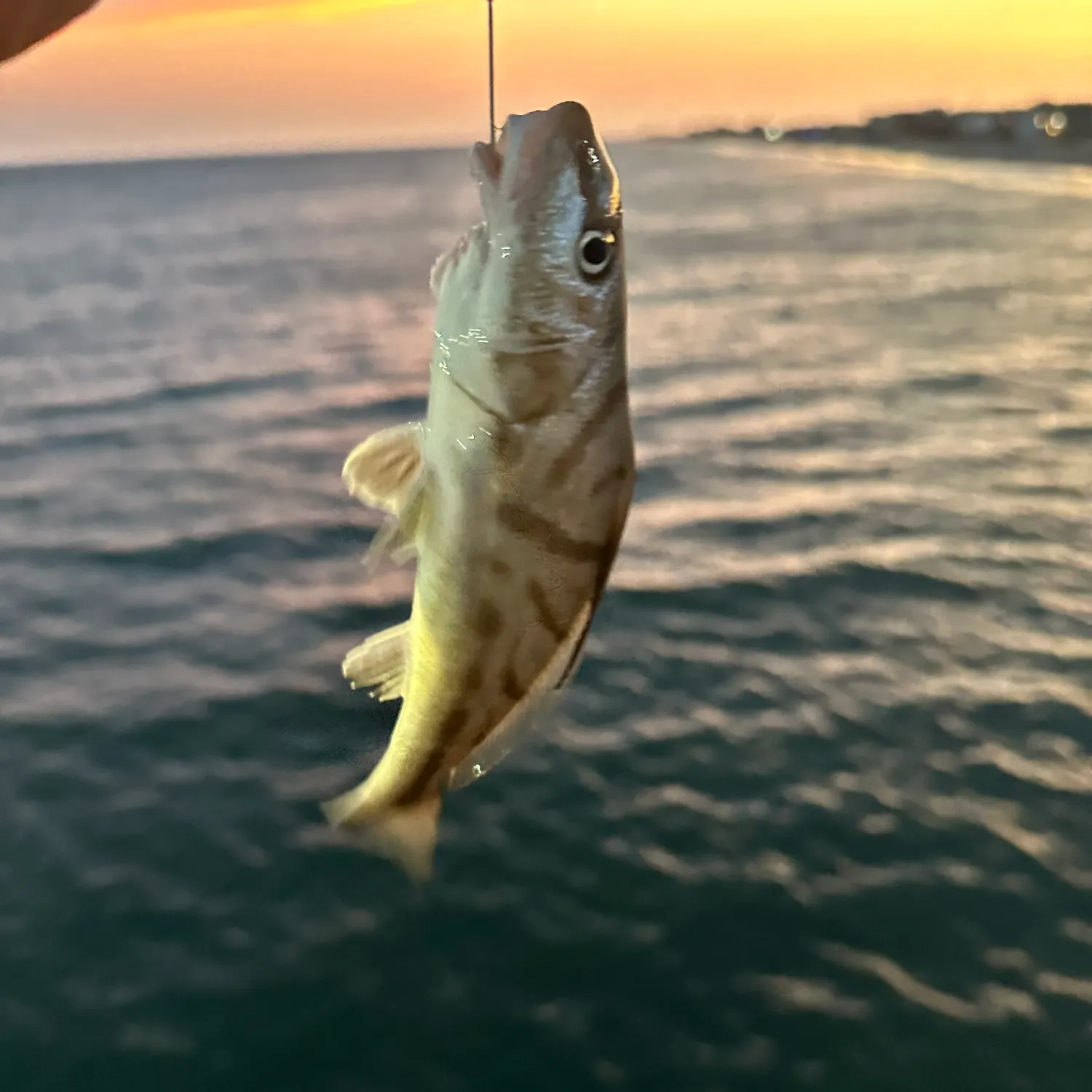 Northern kingcroaker caught on Fishbrain