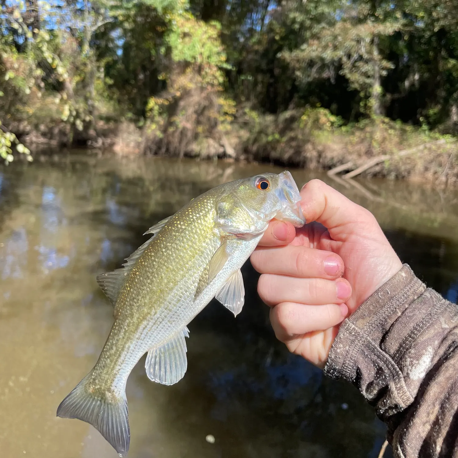 Spotted bass caught on Fishbrain
