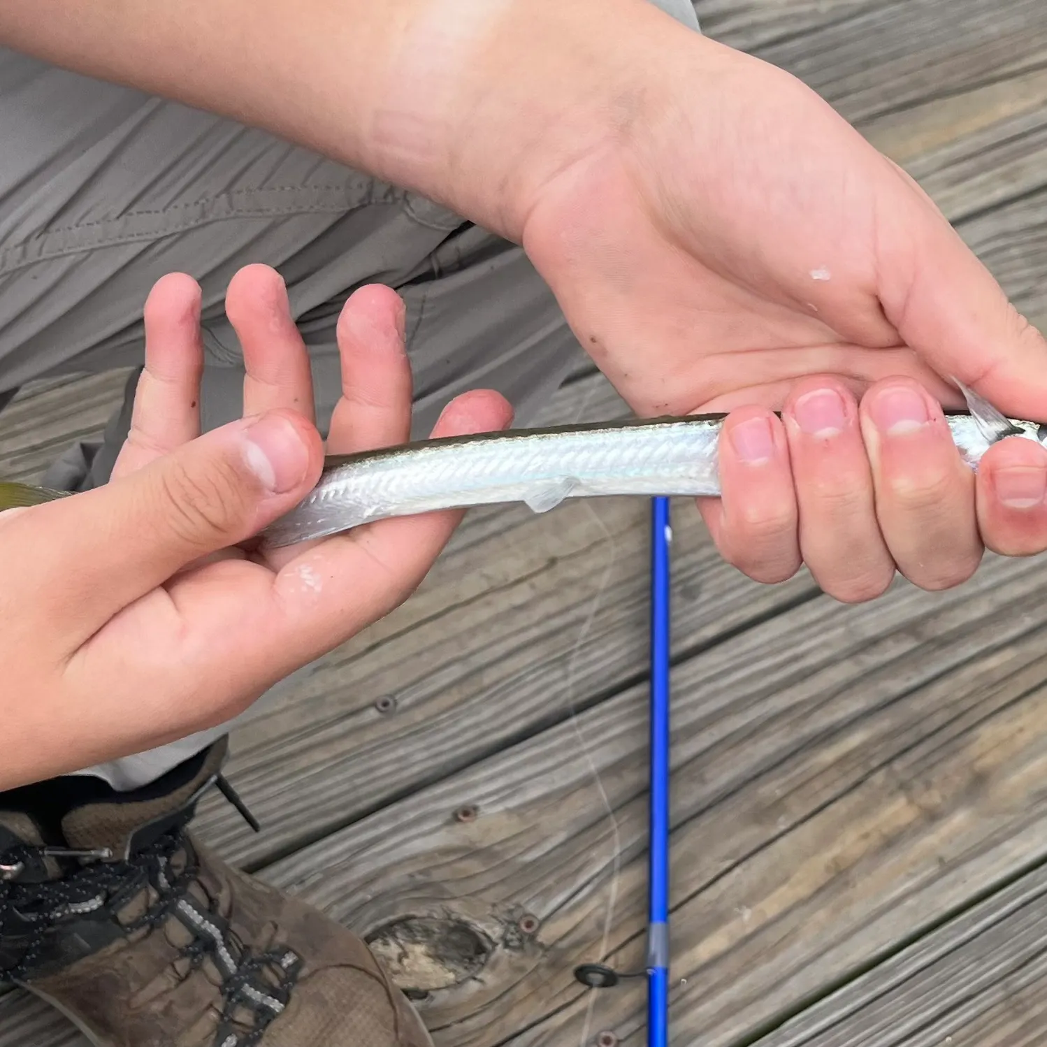 The most recent Atlantic needlefish catches on Fishbrain