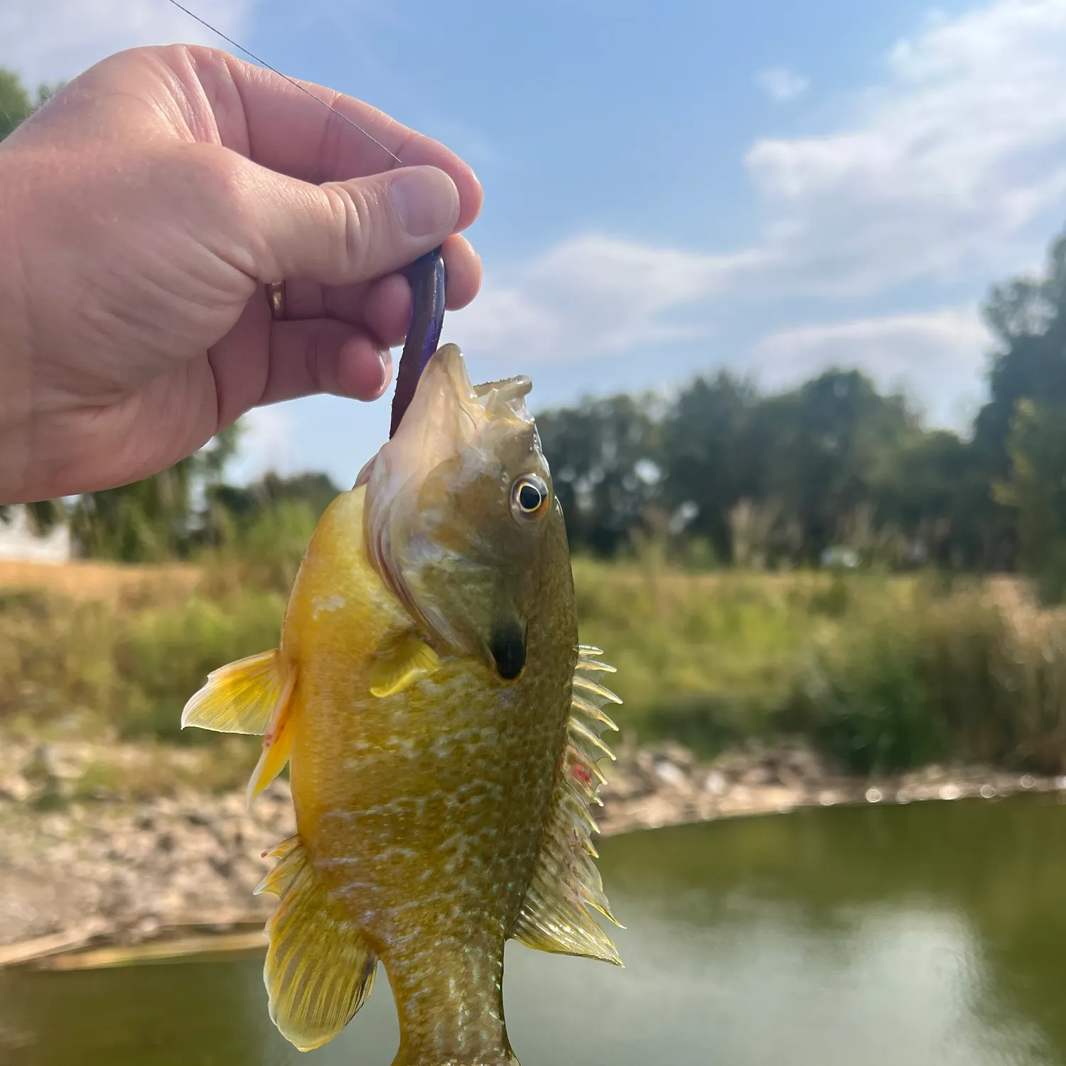 Green sunfish caught on Fishbrain
