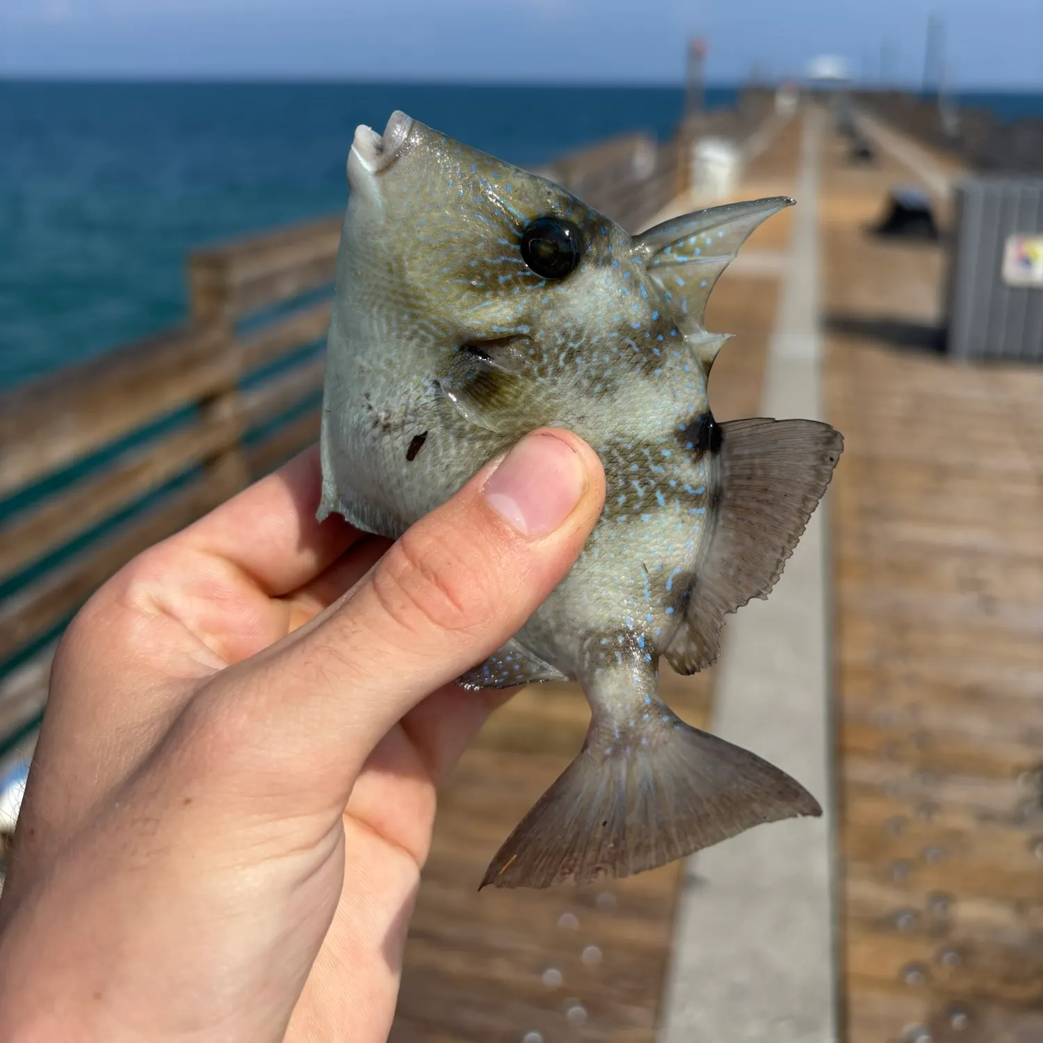 Grey triggerfish caught on Fishbrain
