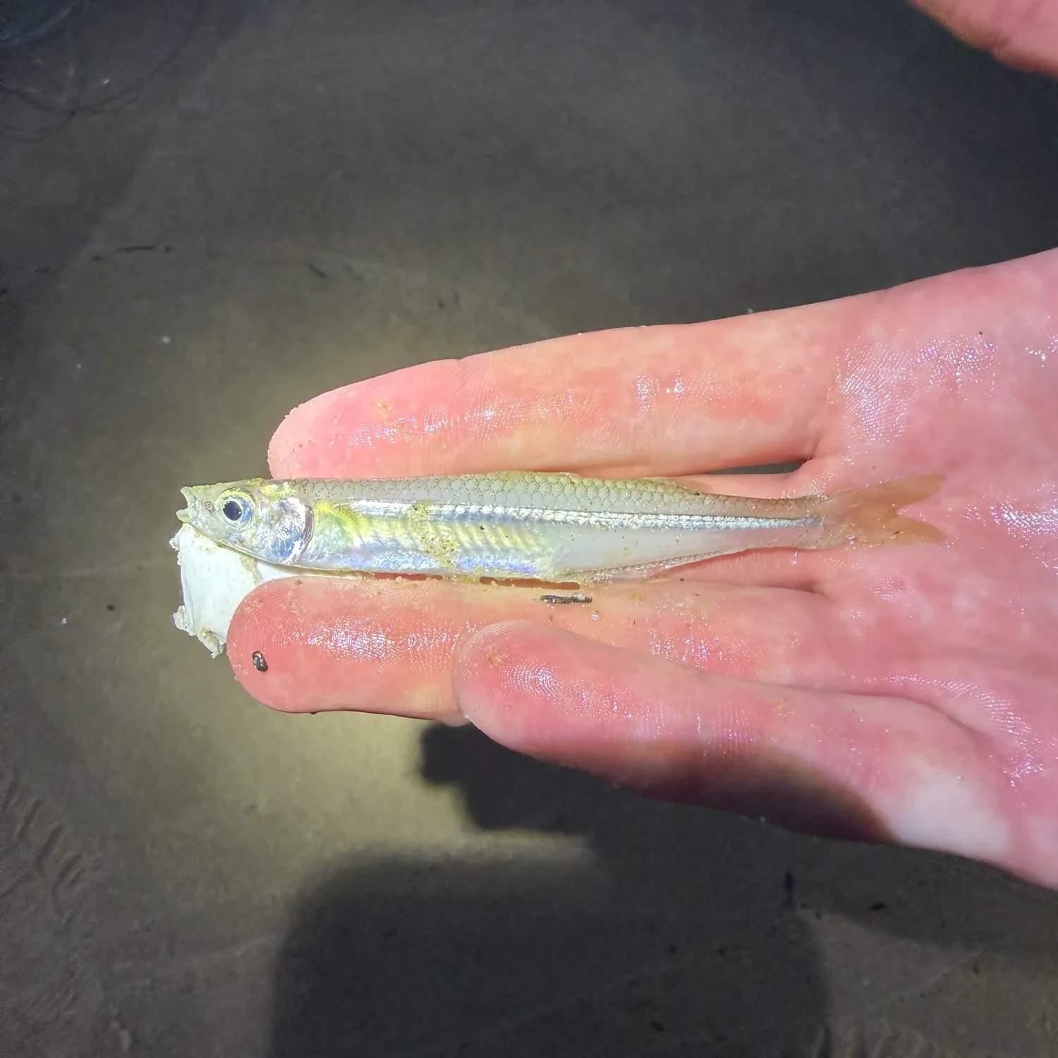 The most recent Inland silverside catches on Fishbrain