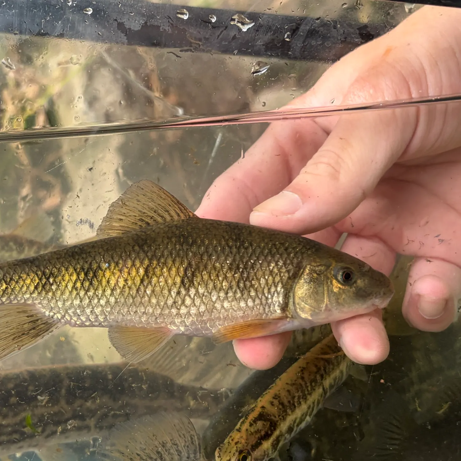 The most recent Western creek chubsucker catches on Fishbrain